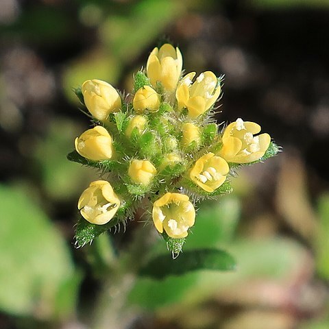 Phyllopodium cordatum unspecified picture