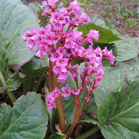 Bergenia unspecified picture