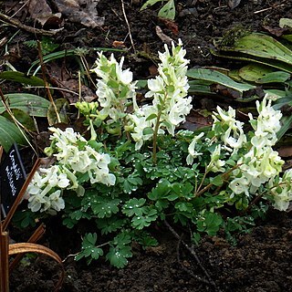 Corydalis malkensis unspecified picture