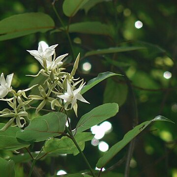 Aganosma heynei unspecified picture