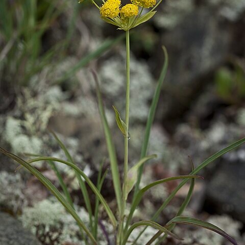 Bupleurum americanum unspecified picture