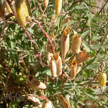 Astragalus eremiticus unspecified picture