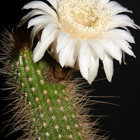 Arthrocereus spinosissimus unspecified picture