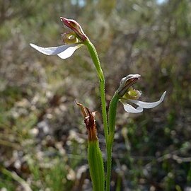 Eriochilus dilatatus subsp. undulatus unspecified picture