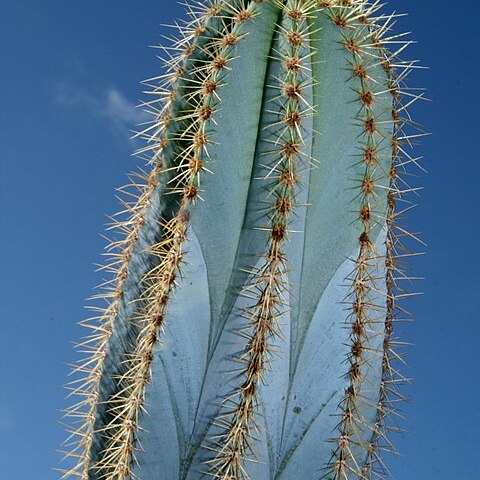 Pilosocereus magnificus unspecified picture