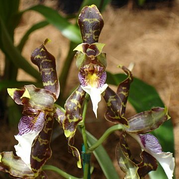 Oncidium harryanum unspecified picture