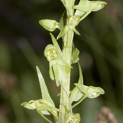 Platanthera sparsiflora unspecified picture