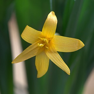 Colchicum luteum unspecified picture