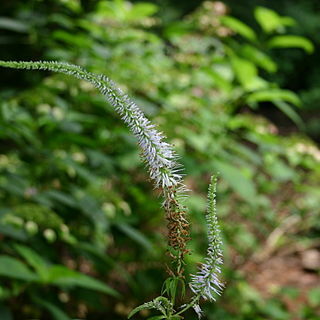 Veronicastrum sibiricum unspecified picture