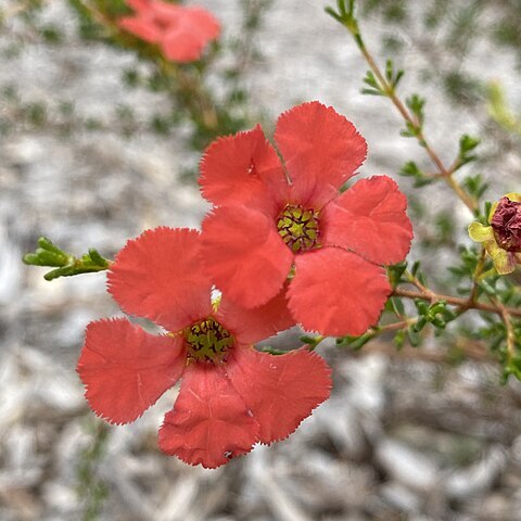 Pileanthus vernicosus unspecified picture