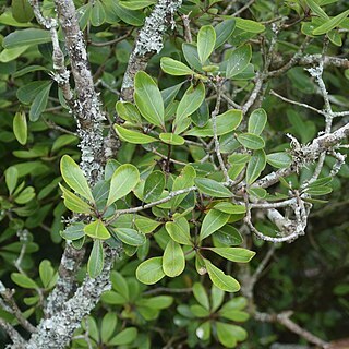 Pittosporum umbellatum unspecified picture