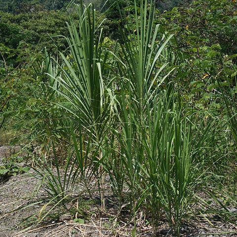 Gynerium sagittatum unspecified picture