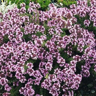 Thymus leucotrichus unspecified picture