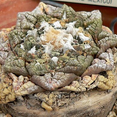 Ariocarpus fissuratus unspecified picture