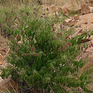 Combretum oxystachyum unspecified picture