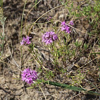 Thymus pallasianus unspecified picture