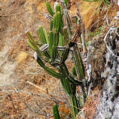 Armatocereus godingianus subsp. brevispinus unspecified picture