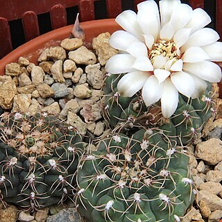 Gymnocalycium quehlianum unspecified picture