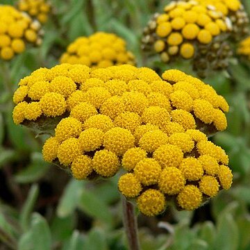 Helichrysum basalticum unspecified picture