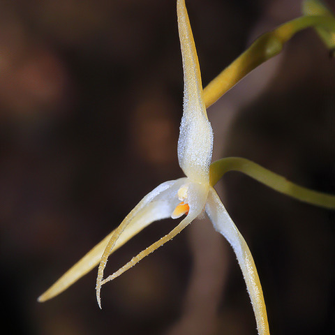 Bulbophyllum laxiflorum unspecified picture