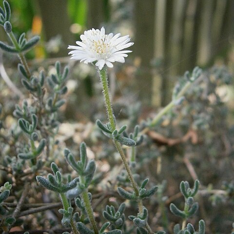 Drosanthemum eburneum unspecified picture