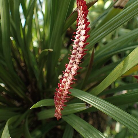 Dendrochilum saccolabium unspecified picture