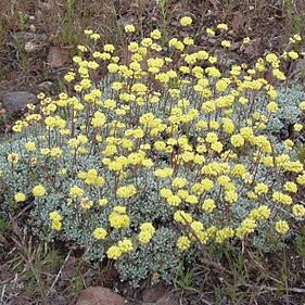 Eriogonum unspecified picture