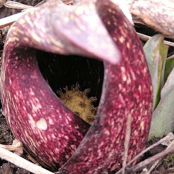 Symplocarpus unspecified picture