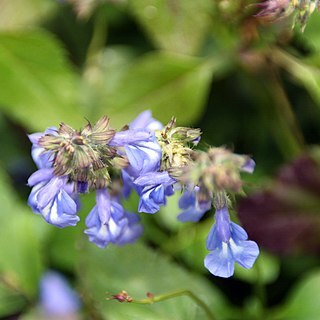 Salvia glechomifolia unspecified picture