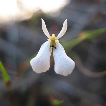 Stylidium obtusatum unspecified picture