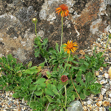 Haplopappus unspecified picture