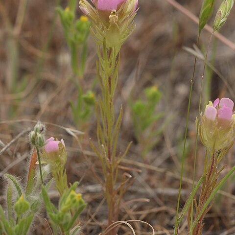 Orthocarpus tenuifolius unspecified picture