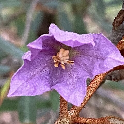 Thomasia angustifolia unspecified picture