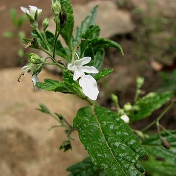 Teucrium corymbosum unspecified picture