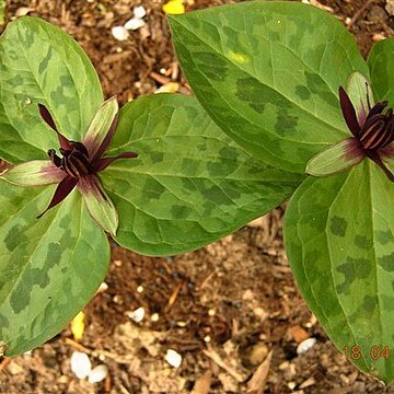 Trillium stamineum unspecified picture