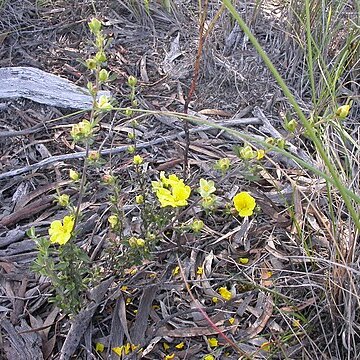 Hibbertia obtusifolia unspecified picture