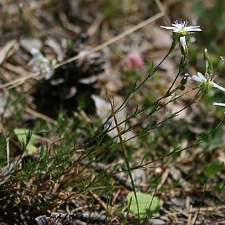 Minuartia hirsuta unspecified picture