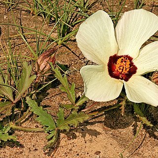 Hibiscus pusillus unspecified picture