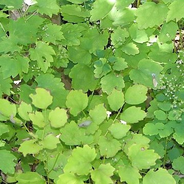 Thalictrum acutifolium unspecified picture