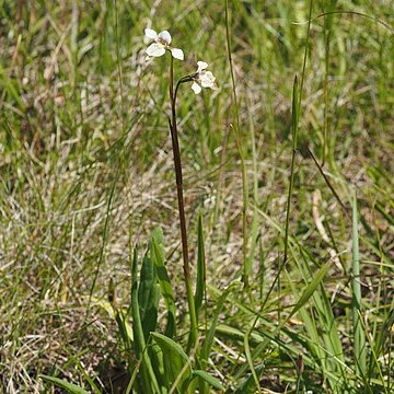 Diuris eborensis unspecified picture