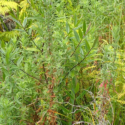 Epilobium hirtigerum unspecified picture