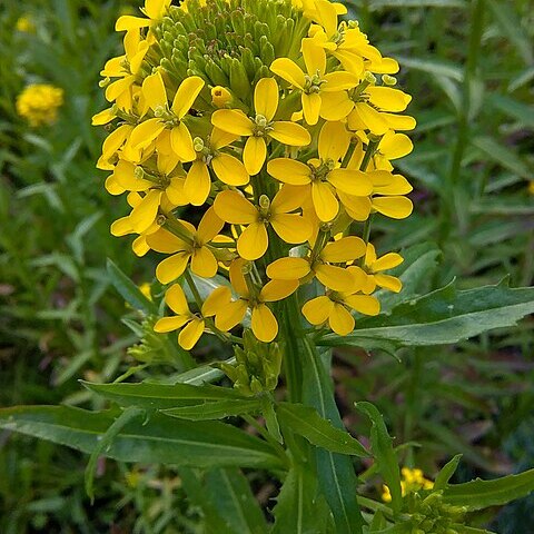 Erysimum hungaricum unspecified picture