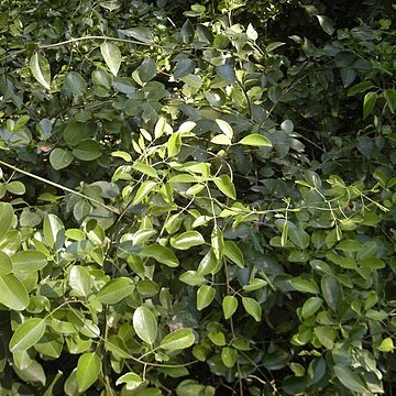 Jasminum didymum subsp. didymum unspecified picture