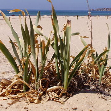 Pancratium unspecified picture