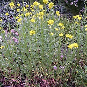 Erysimum hungaricum unspecified picture