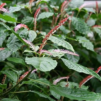 Hilleria latifolia unspecified picture