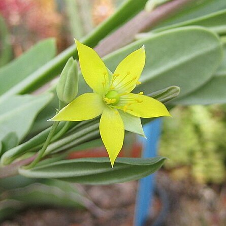 Talinum tenuissimum unspecified picture