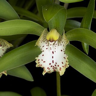 Cymbidium hookerianum unspecified picture