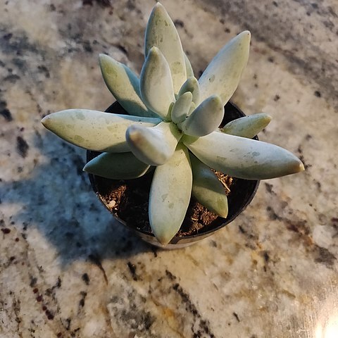 Pachyphytum bracteosum unspecified picture