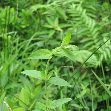 Pycnanthemum setosum unspecified picture